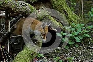 Red Fox Scientific name: Vulpes vulpes