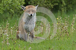 Red Fox Scientific name: Vulpes vulpes