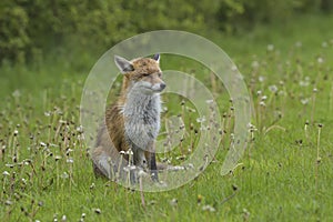 Red Fox Scientific name: Vulpes vulpes