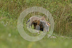 Red Fox Scientific name: Vulpes vulpes