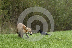 Red Fox Scientific name: Vulpes vulpes