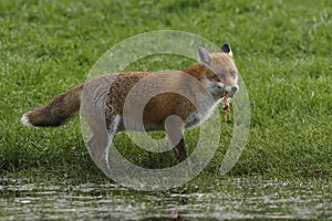 Red Fox Scientific name: Vulpes vulpes