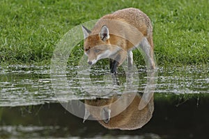 Red Fox Scientific name: Vulpes vulpes