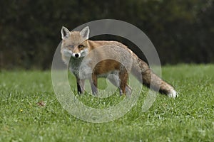 Red Fox Scientific name: Vulpes vulpes