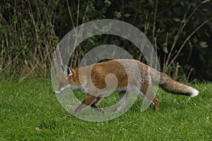 Red Fox Scientific name: Vulpes vulpes