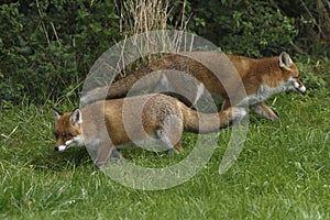 Red Fox Scientific name: Vulpes vulpes