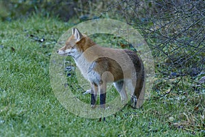 Red Fox Scientific name: Vulpes vulpes