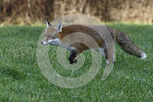 Red Fox Scientific name: Vulpes vulpes