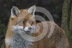 Red Fox Scientific name: Vulpes vulpes