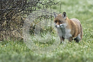 Red Fox Scientific name: Vulpes vulpes