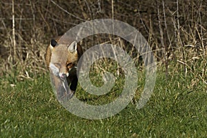 Red Fox Scientific name: Vulpes vulpes