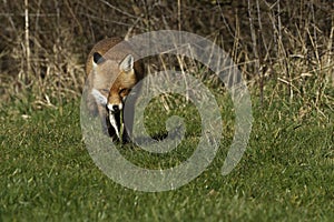 Red Fox Scientific name: Vulpes vulpes