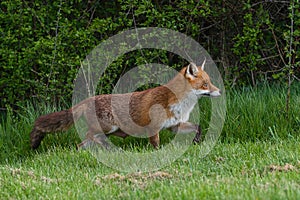 Red Fox Scientific name: Vulpes vulpes