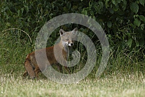 Red Fox Scientific name: Vulpes vulpes