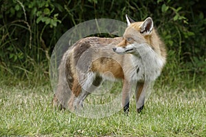 Red Fox Scientific name: Vulpes vulpes