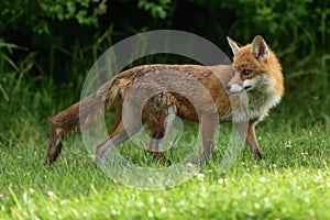 Red Fox Scientific name: Vulpes vulpes