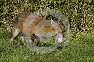 Red Fox Scientific name: Vulpes vulpes