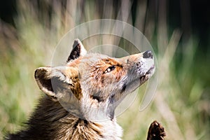 Red fox scratching an itch