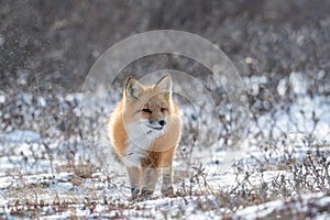 Red fox searching for food