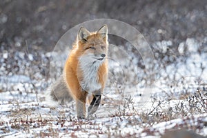 Red fox searching for food