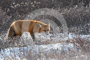 Red fox searching for food