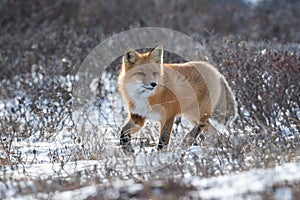 Red fox searching for food