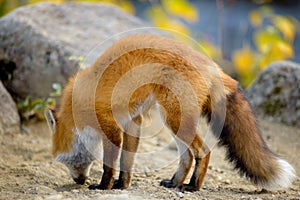 Red fox searching for food