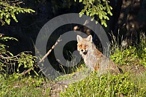 Red fox seating in deep grass, Vosges, France