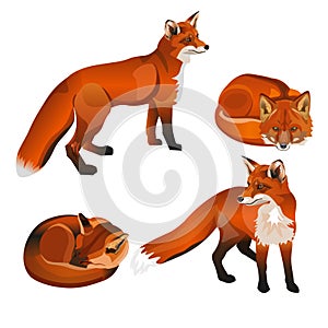 Red fox set