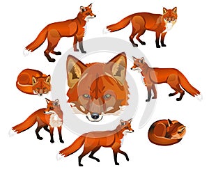 Red fox set