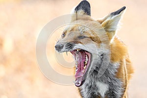 Red fox showing teeth - animal wildlife photo