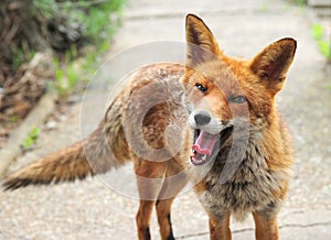 A red fox shows it`s teeth