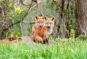 Red Fox Siblings photo