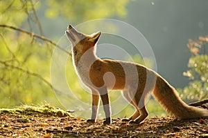 Red fox from side in beauty autumn backllight