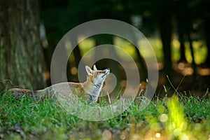 Red fox from side looking up to the treetop