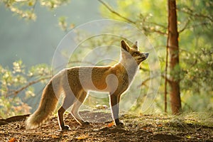 Red fox from side view in beauty backlight in autumn forest