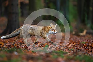 Red fox from side view in the deep forest. Walking fox on autumn wit fallen leaves. Vulpes Vulpes