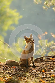 Red fox siitng in backlight during Indian summer