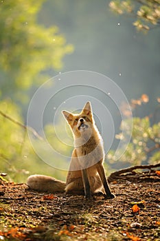 Red fox siitng in backlight during Indian summer