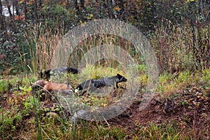 Red Fox and Silver Fox (Vulpes vulpes) Chase