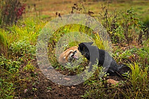 Red Fox and Silver Fox Vulpes vulpes Tussle Autumn