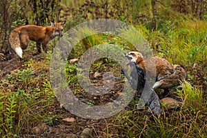 Red Fox and Silver Fox Vulpes vulpes Tussle While Third Watches Autumn