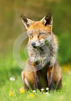 Red fox sitting in the flowery meadow