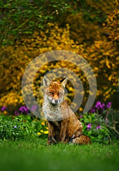 Red fox sitting in the garden in front of yellow flowering scrub