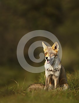 Red fox sitting in grass at sunrise