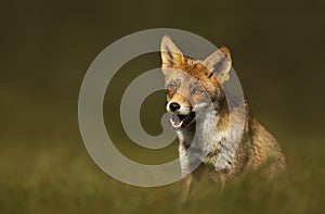 Red fox sitting in grass at sunrise