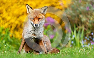 Red fox sitting on green grass with flowers at the background
