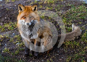 Red fox sitting on the ground