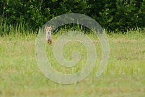 Red fox sitting on a meadow