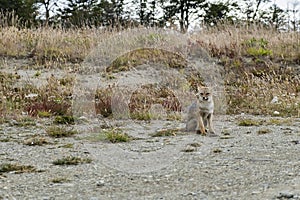 Red fox sitting. Patagonia, Argentina
